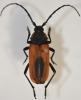 Purpuricenus kaehleri